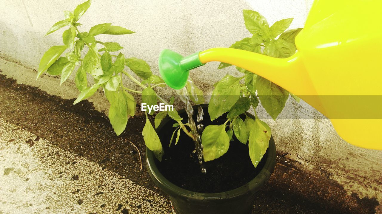 High angle view of water pouring from can on plants against wall