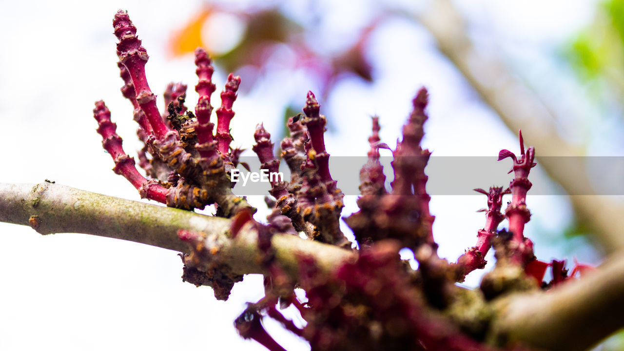 CLOSE-UP OF PINK CHERRY BLOSSOMS