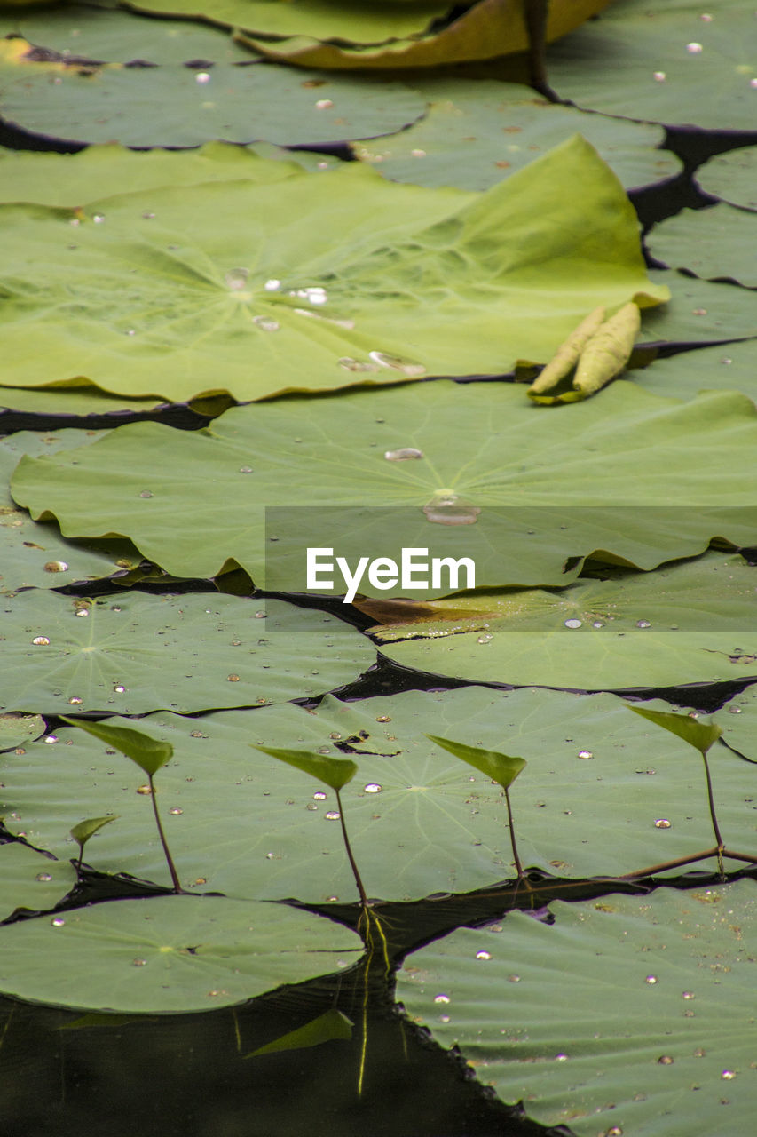 VIEW OF LILY PADS IN LAKE