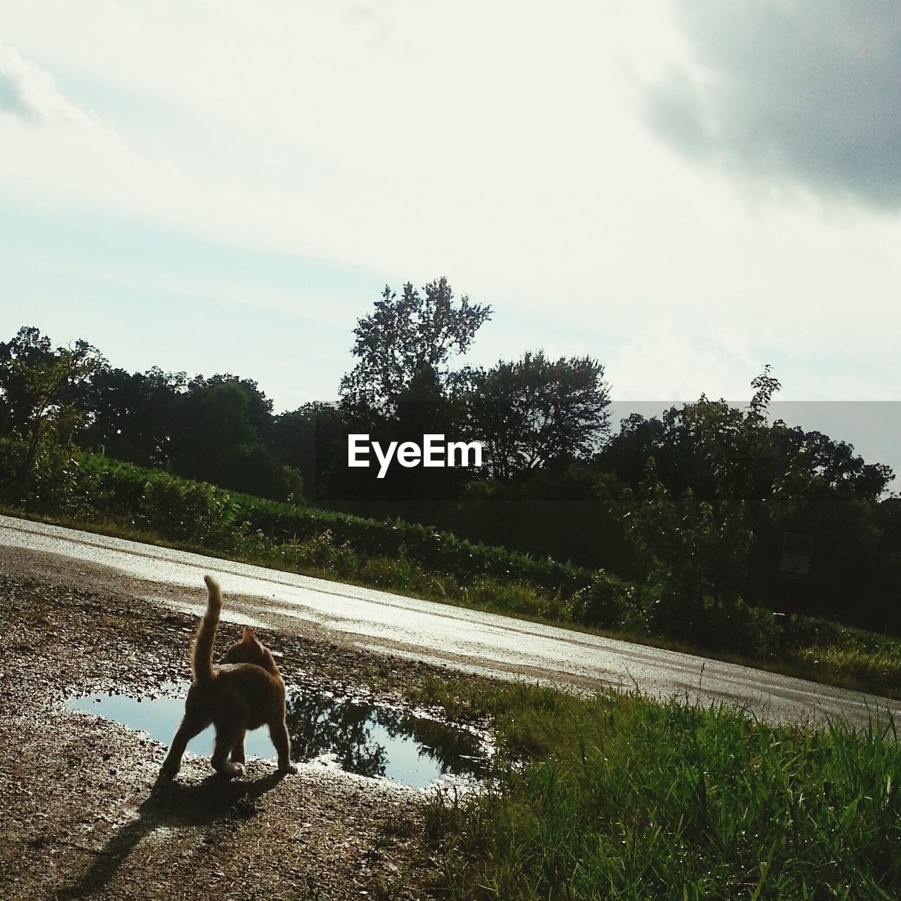 Cat walking by street against trees and sky