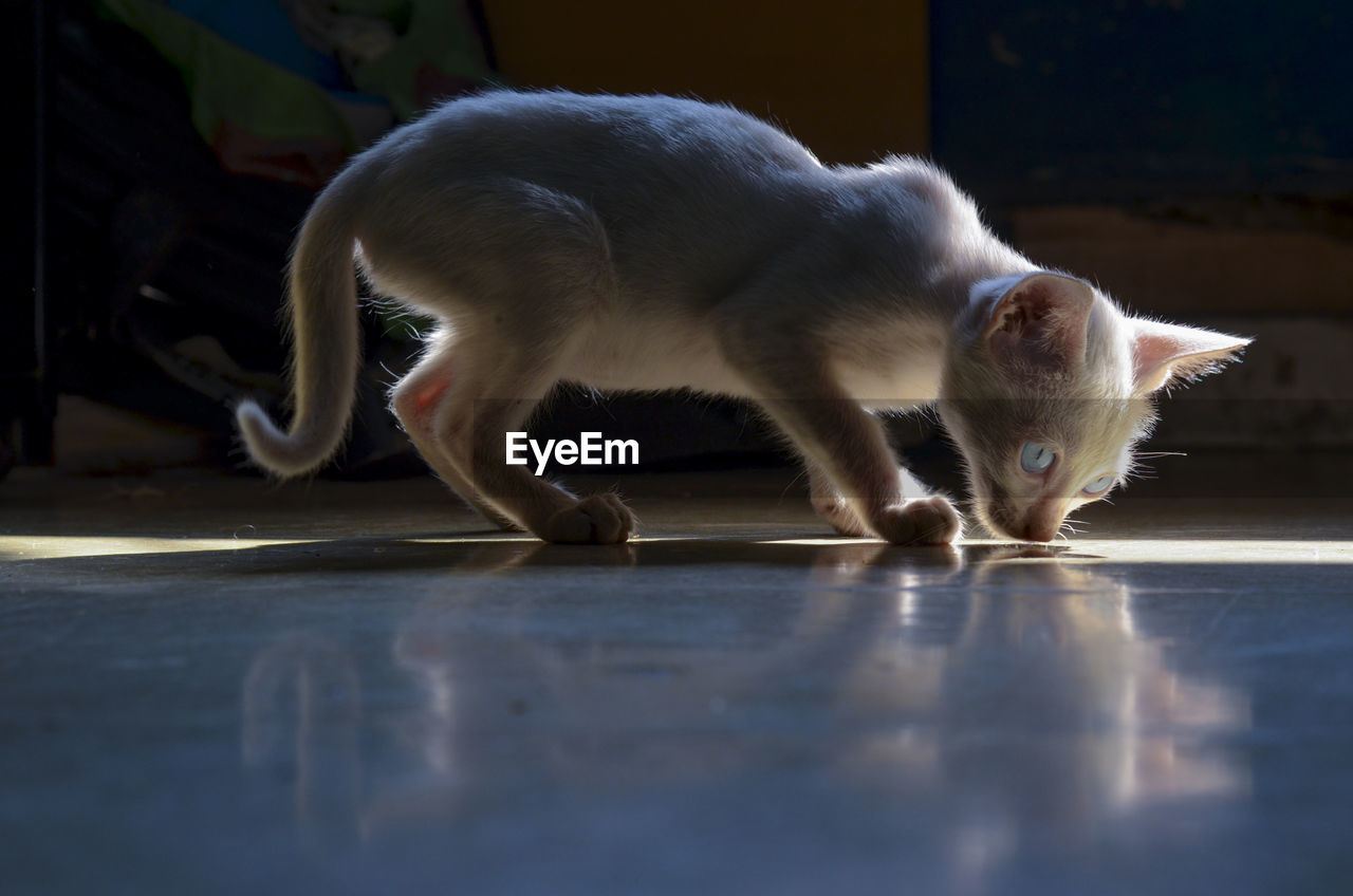 Side view of a cat on floor at home