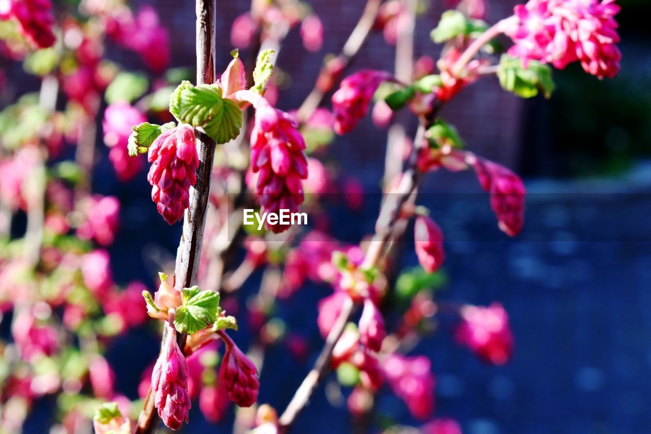 Close-up of pink flowering plant