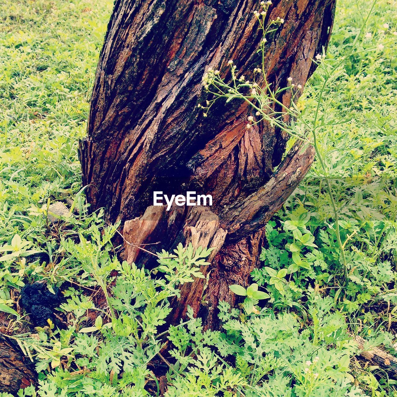 CLOSE-UP OF TREE ROOTS