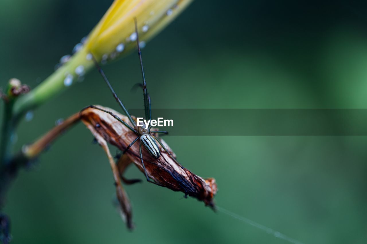 Macro shot of spider on wilted plant