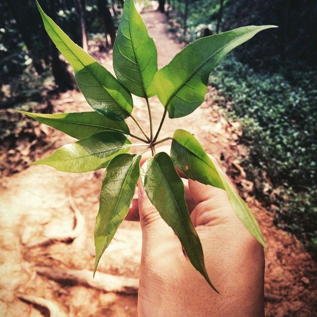 CLOSE-UP OF LEAVES ON PLANT