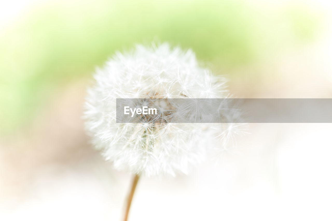 Close-up of dandelion