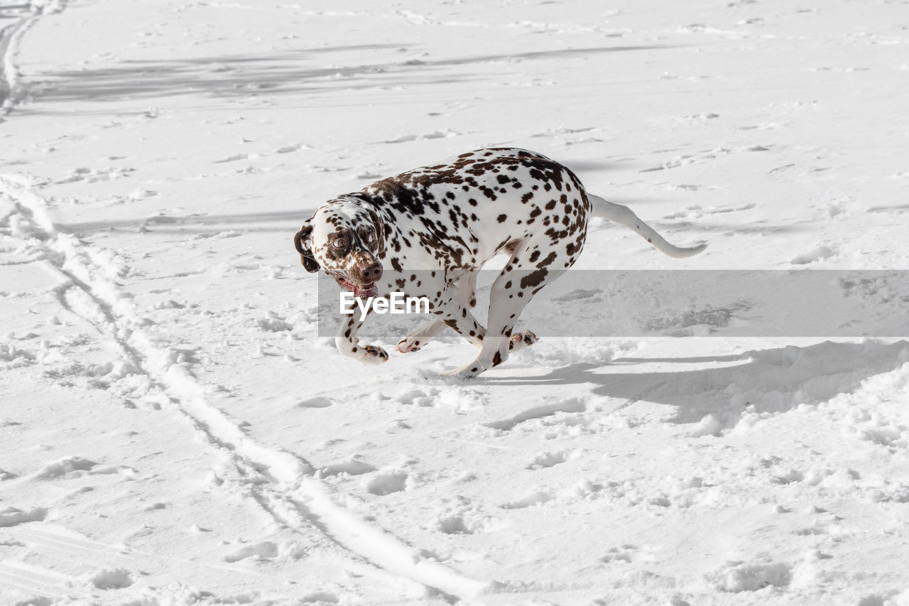 Dalmatian dog on snow covered field 