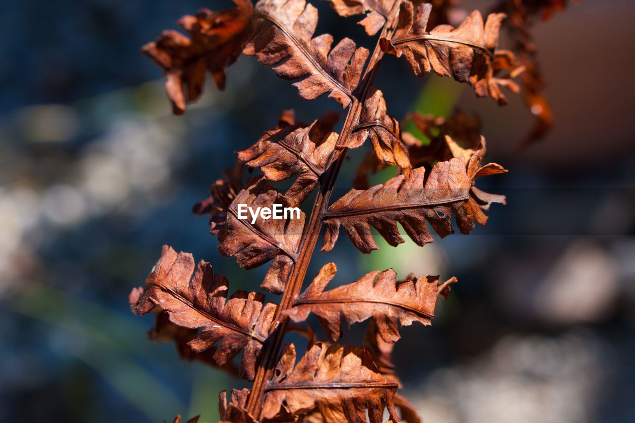 Close-up of dried leaves