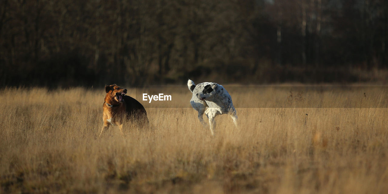 DOG RUNNING IN FIELD