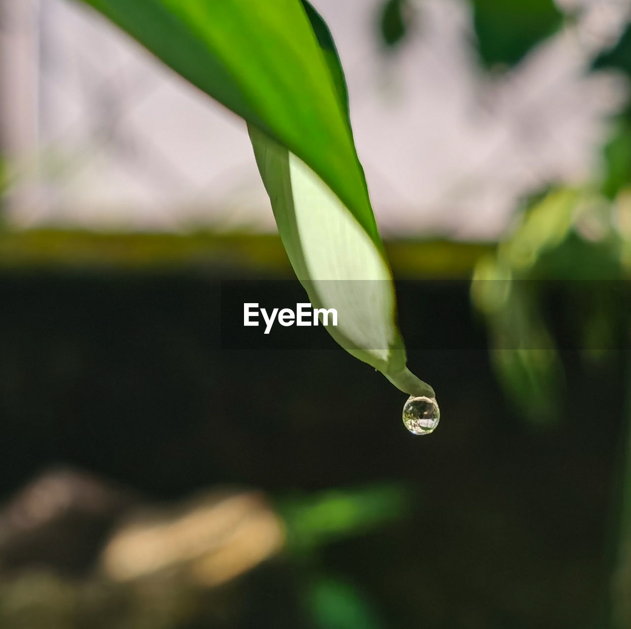 CLOSE-UP OF DEW DROPS ON PLANT