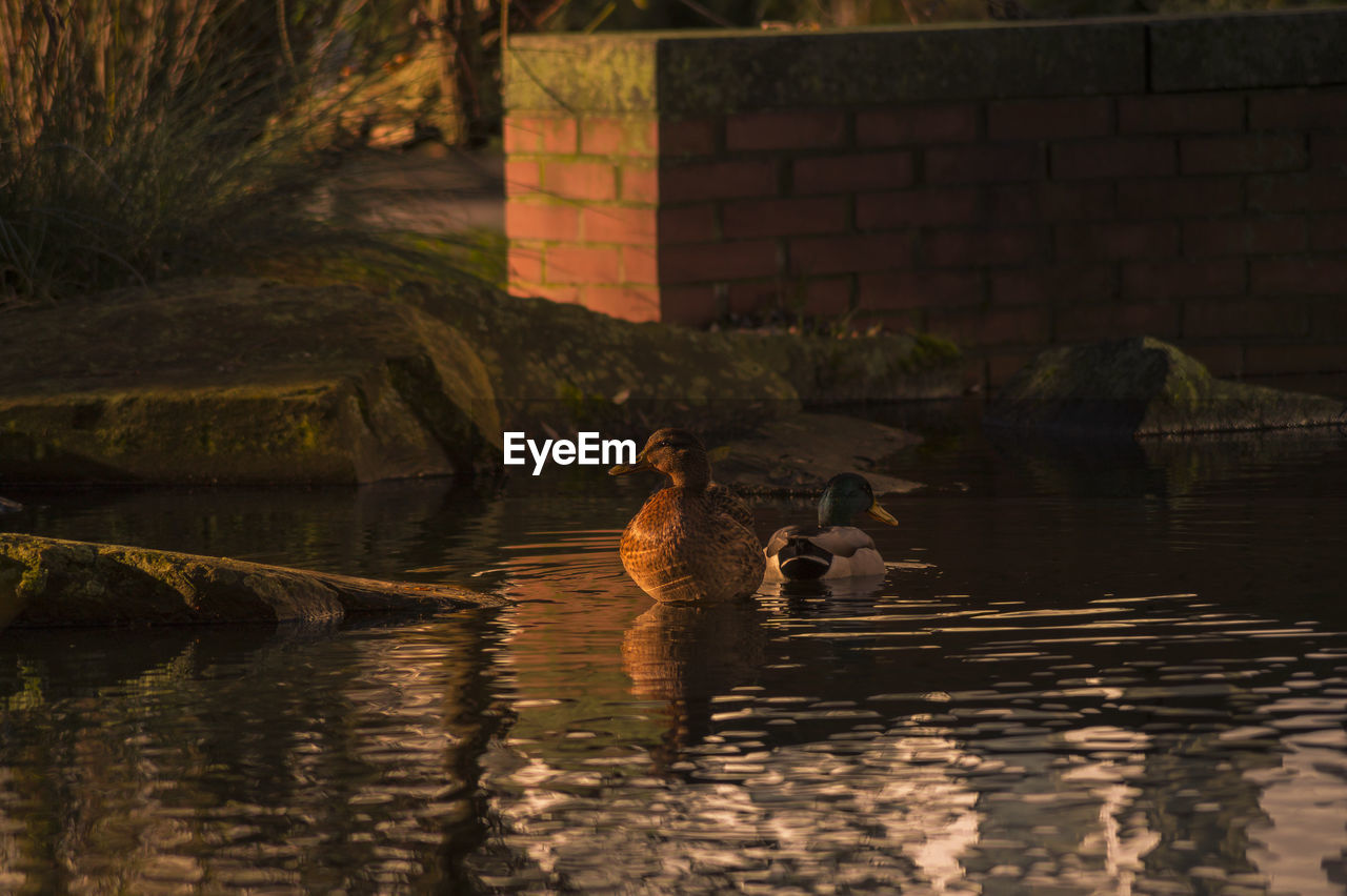 Ducks swimming on pond