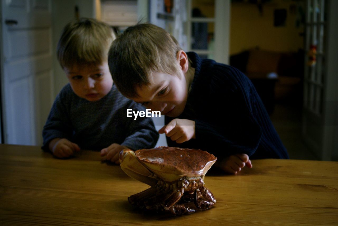 Cute sibling looking at crab on table at home