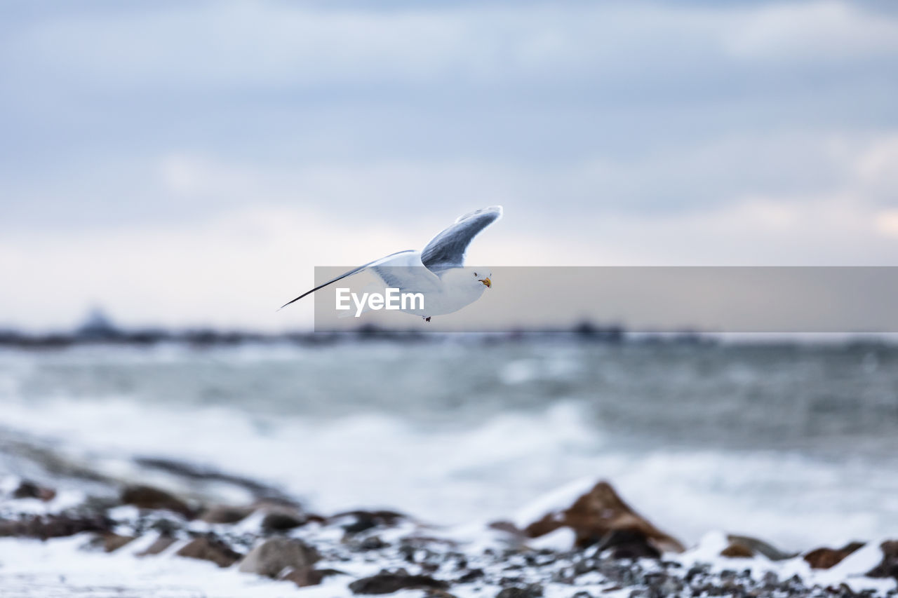 SEAGULLS FLYING OVER SEA