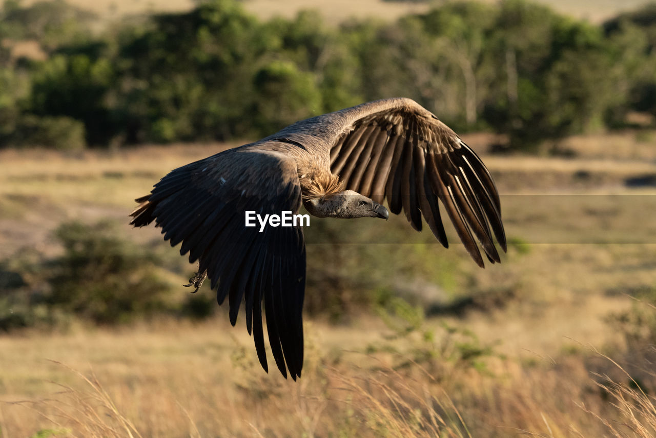 African white-backed vulture flies over long grass