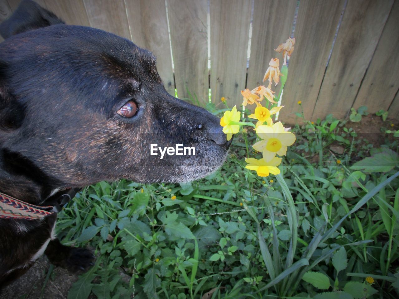 CLOSE-UP OF BLACK DOG AND FLOWERS