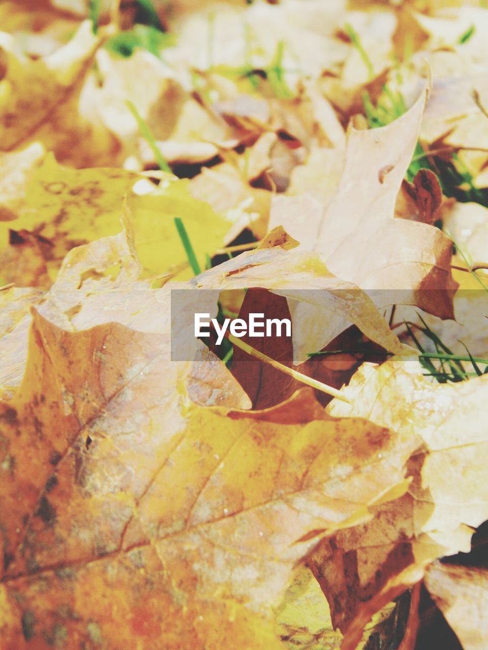 High angle view of autumn leaves on field