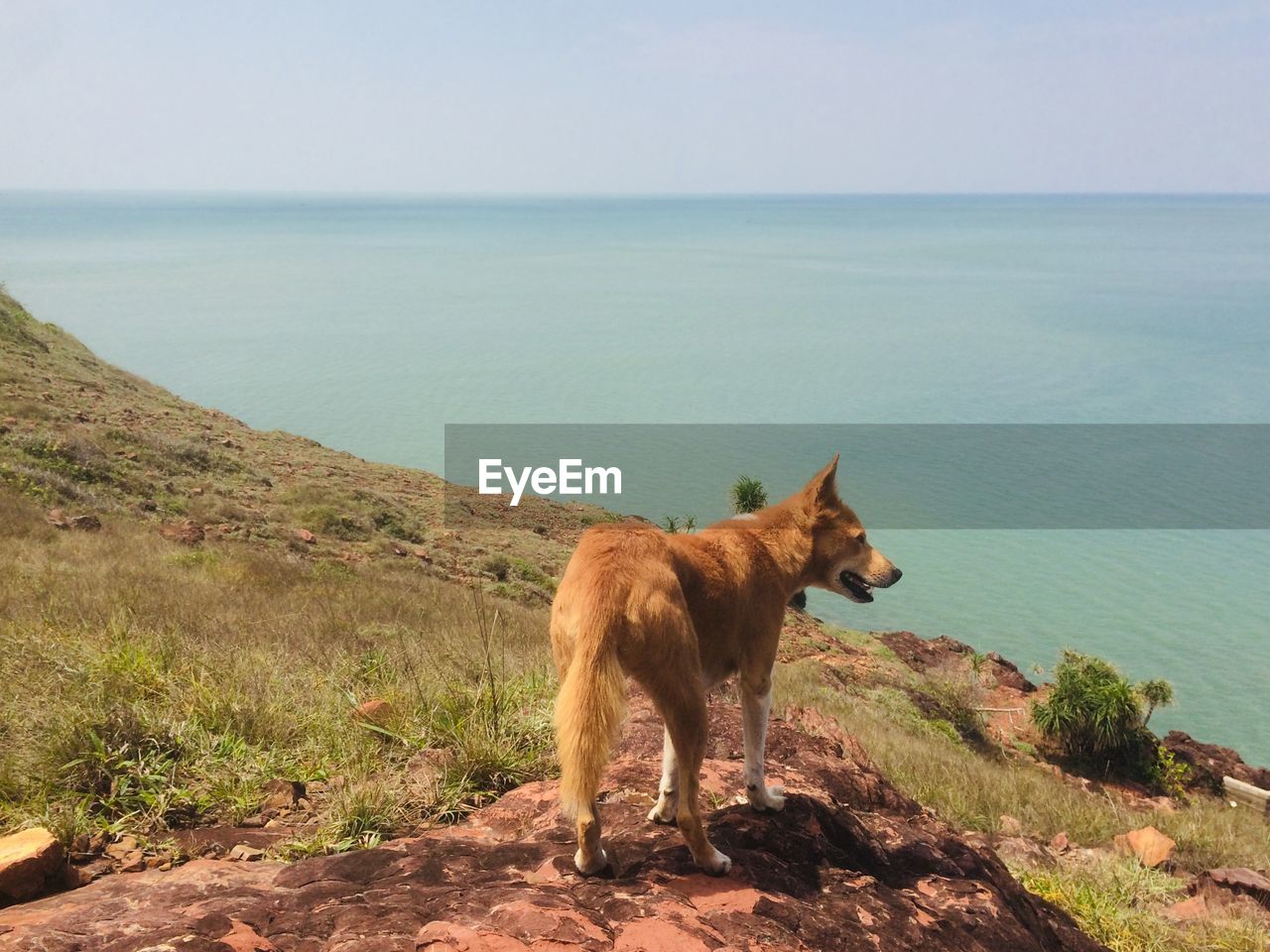 View of a dog look the sea
