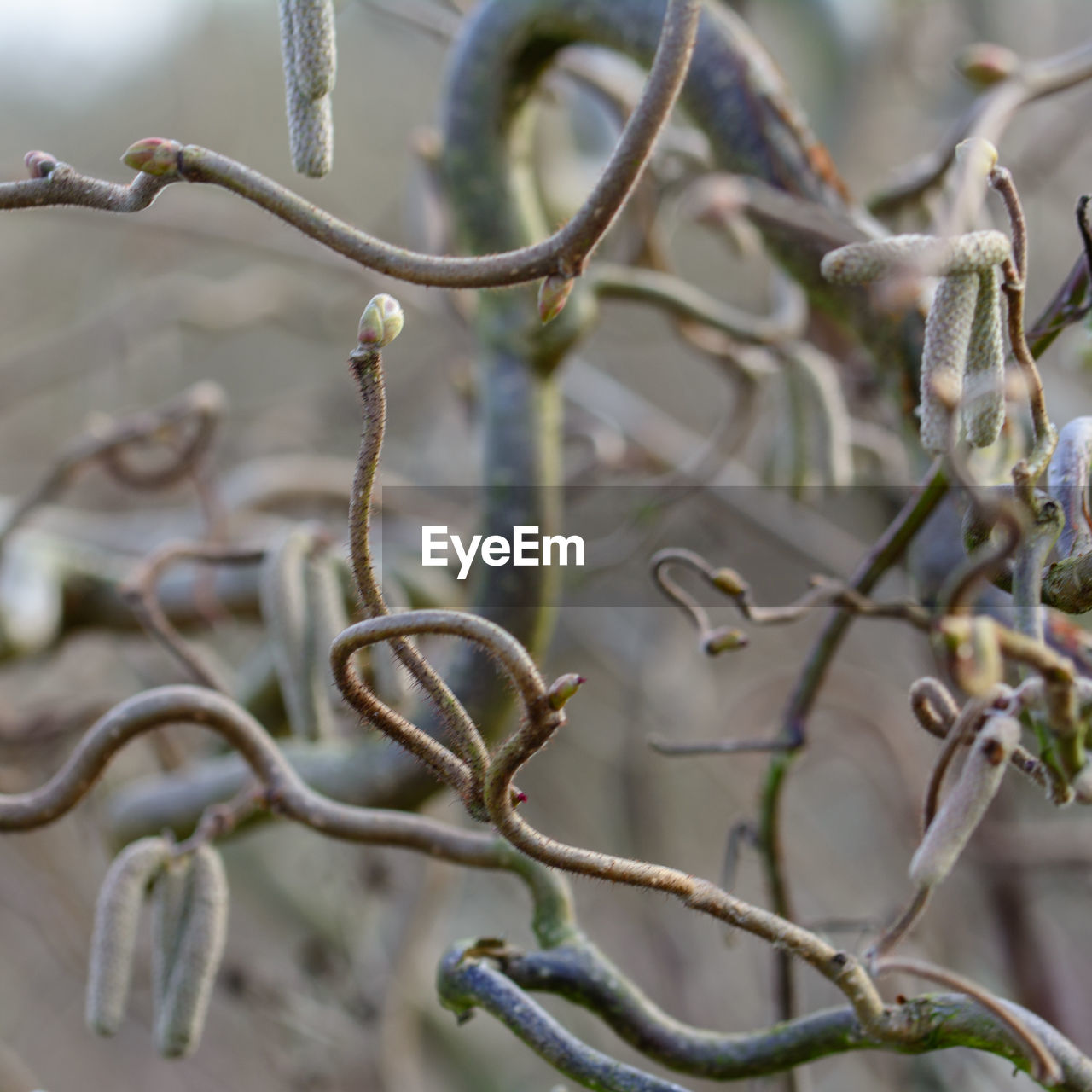 CLOSE-UP OF TWIGS ON TWIG