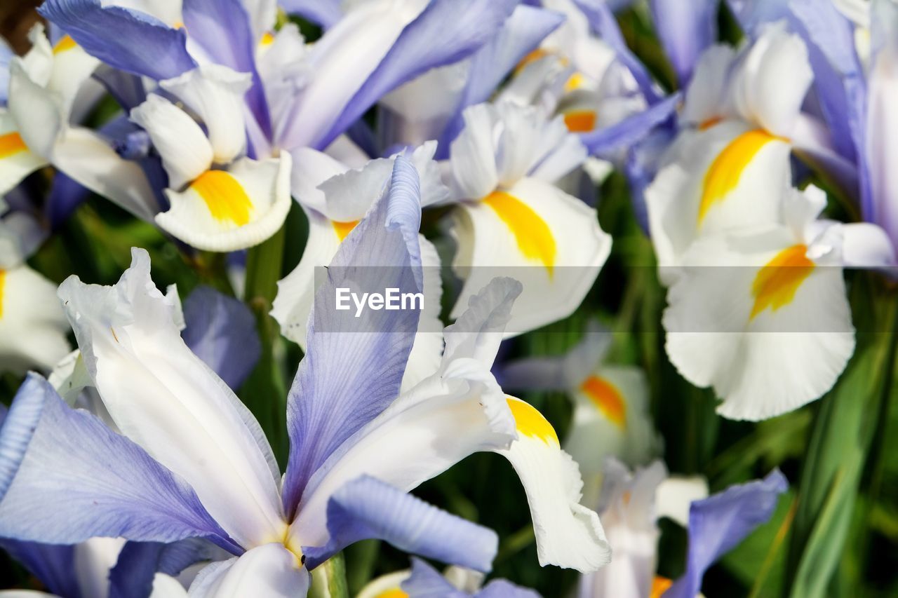 Close-up of flower blooming outdoors