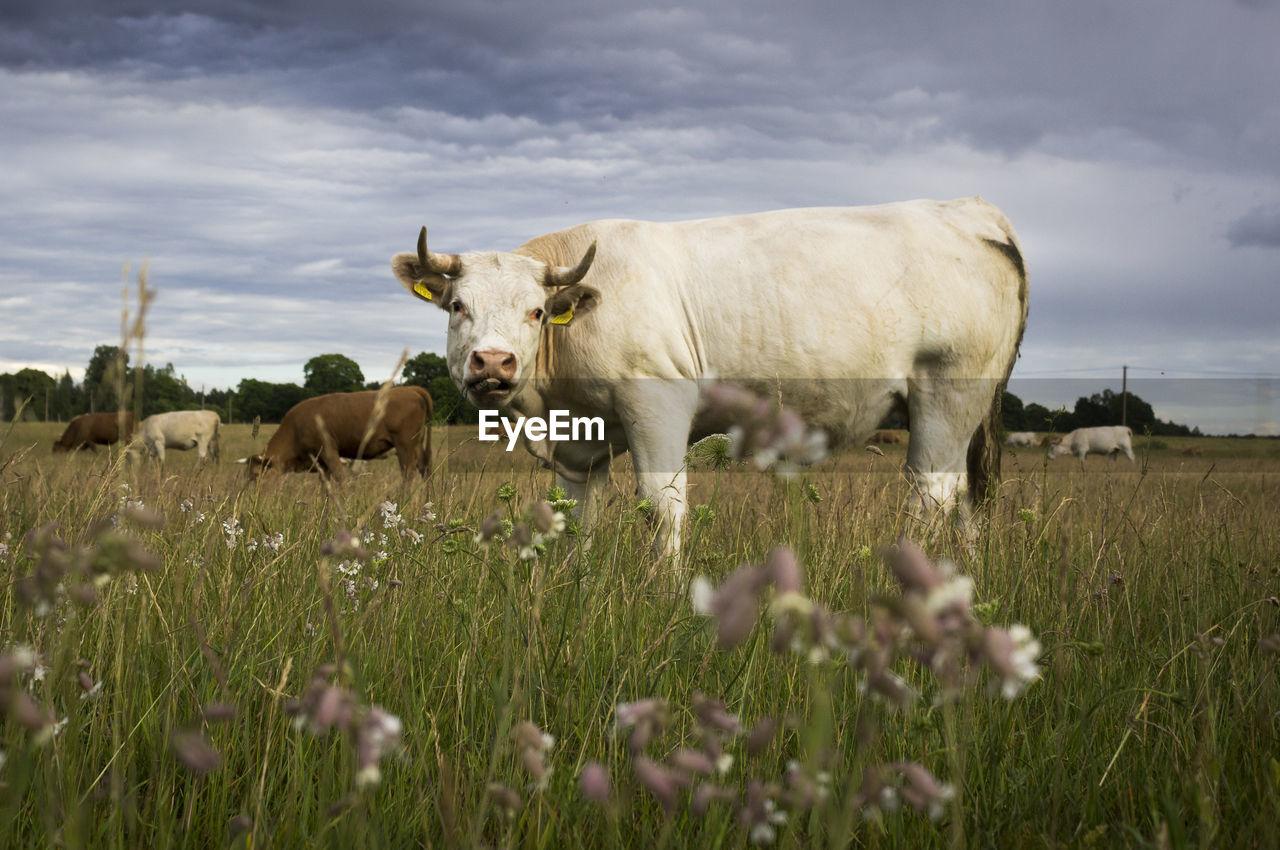 VIEW OF COWS ON FIELD