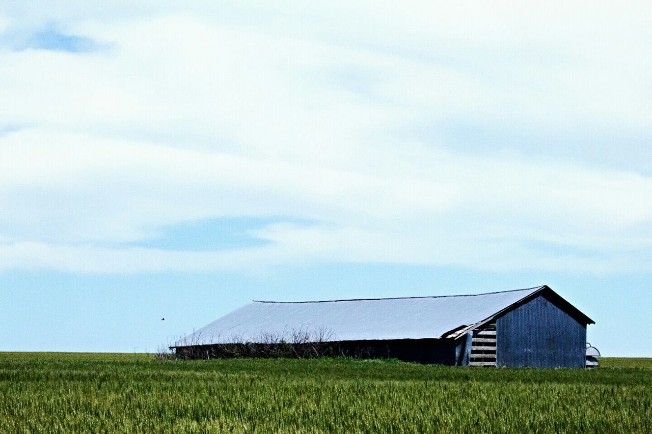 TREES ON GRASSY FIELD AGAINST SKY