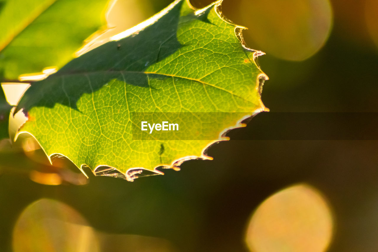 Colorful leaf in autumn and fall shine bright in the backlight and shows its leaf veins in sunlight