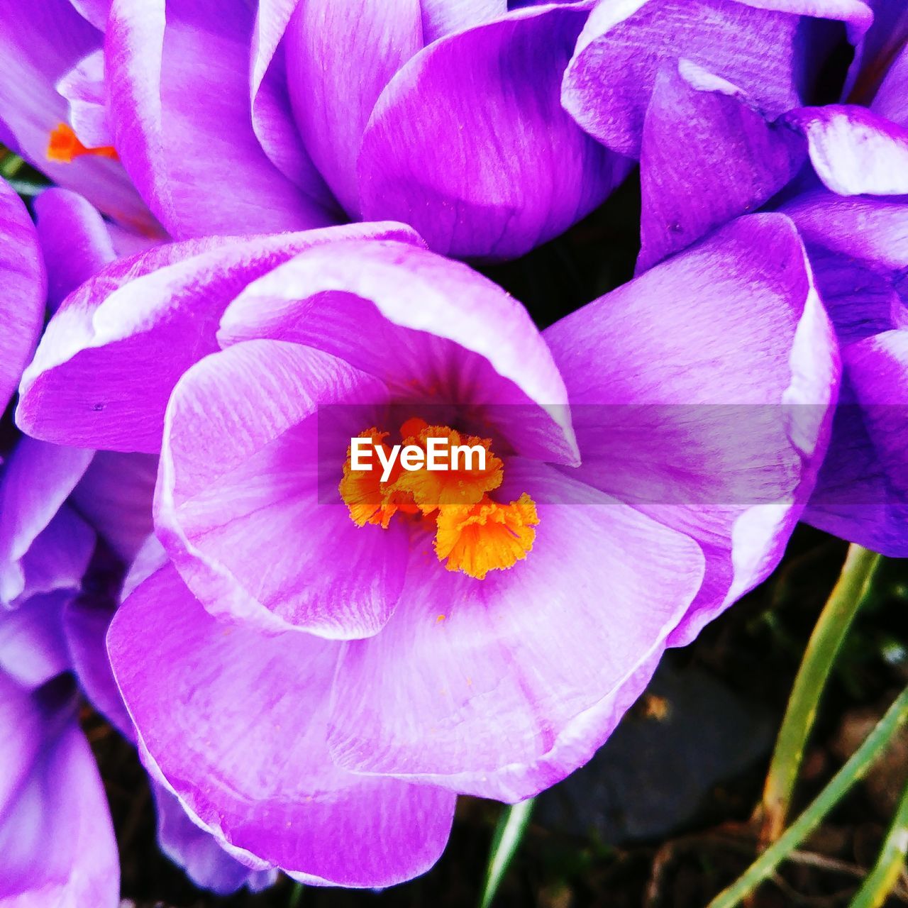 High angle view of pink crocus flower