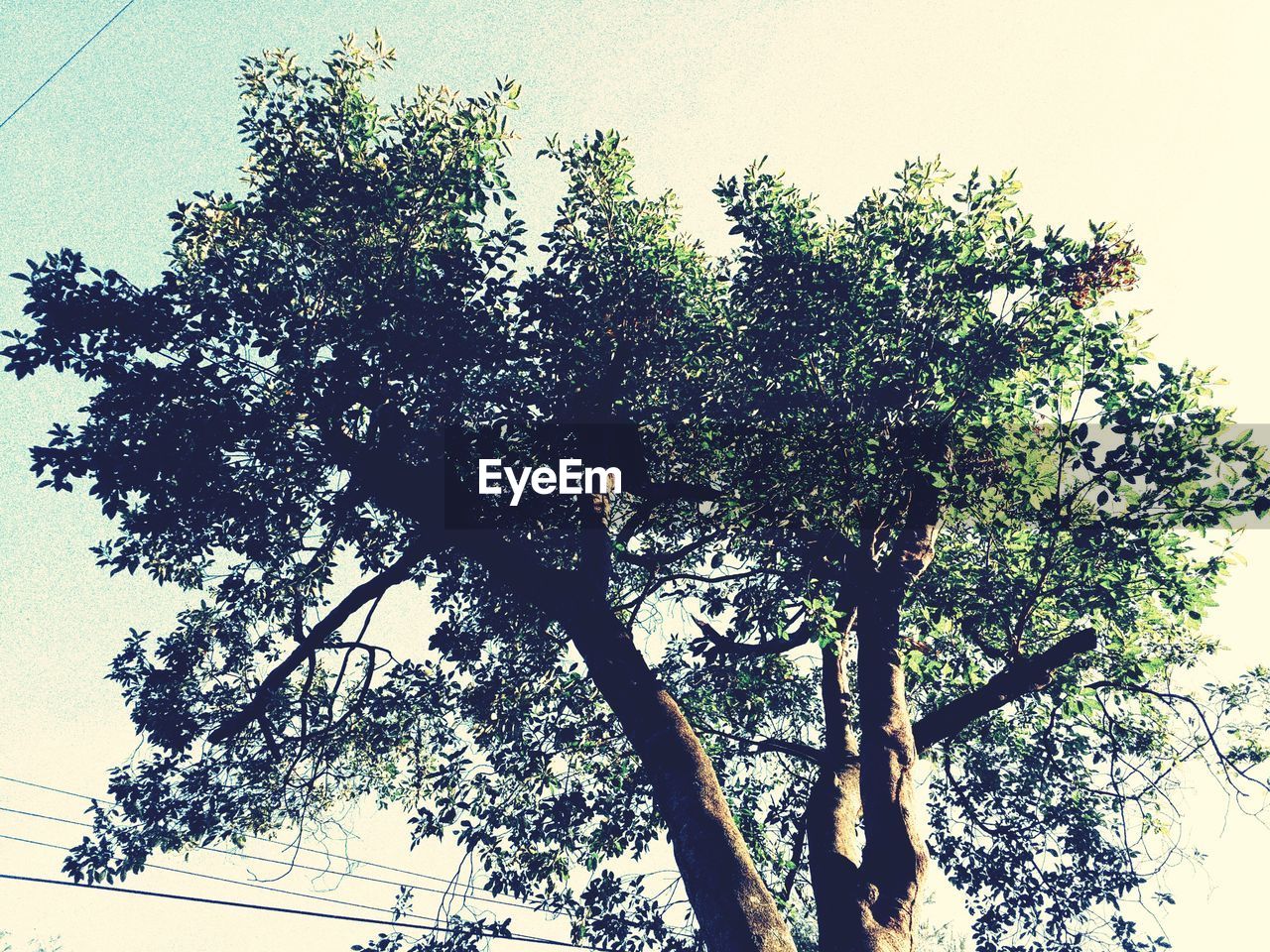 LOW ANGLE VIEW OF TREES AGAINST SKY