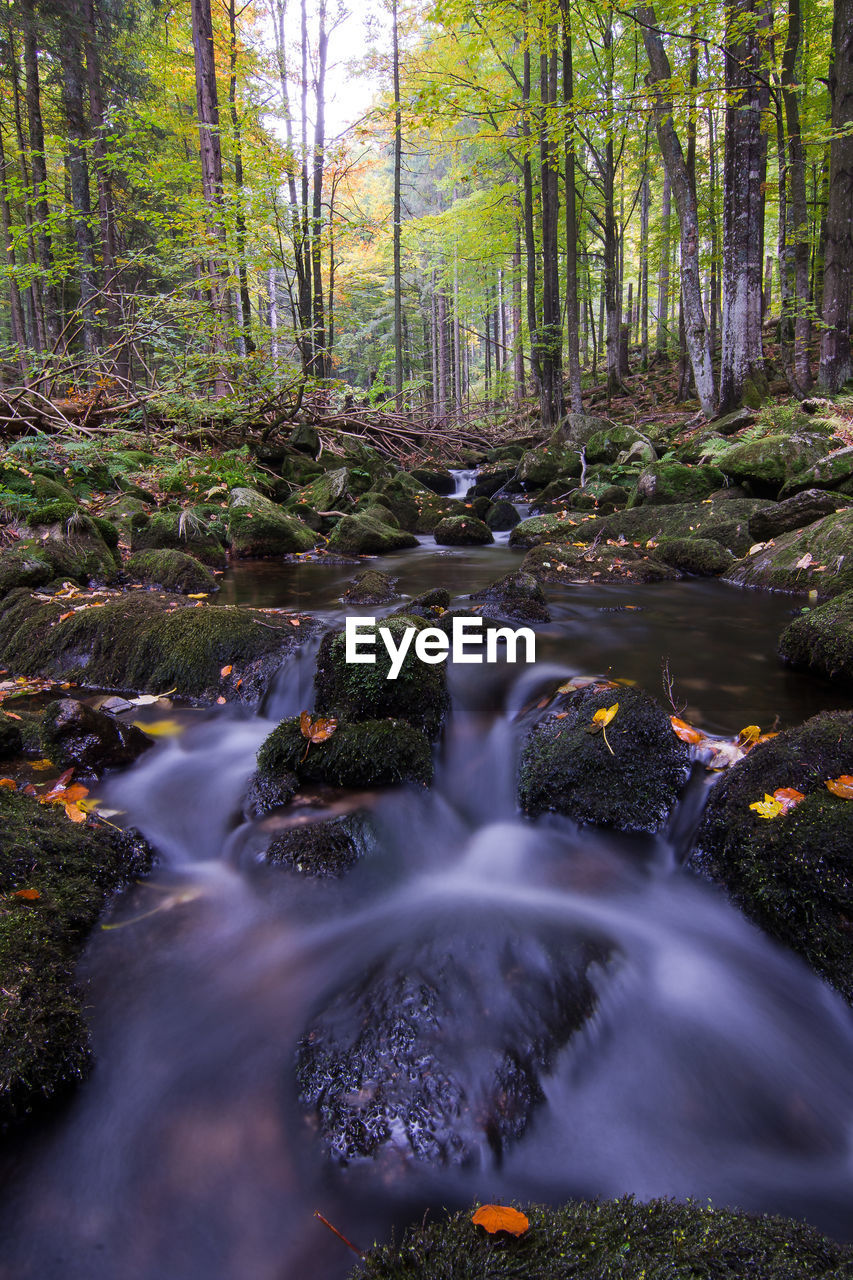 Stream flowing through rocks in forest