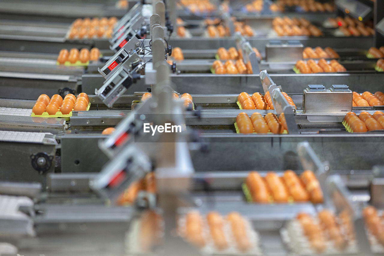 Chicken and egg production at poultry. factory of fresh eggs.