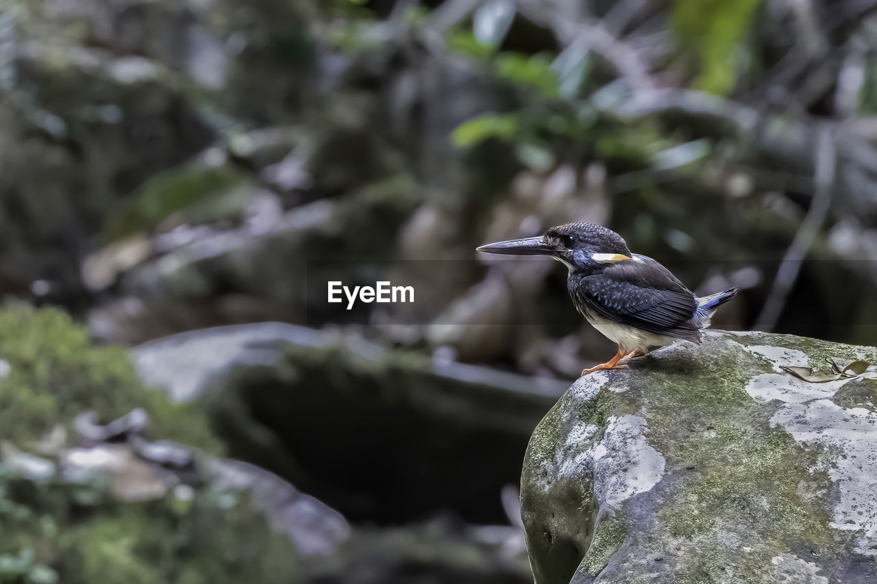 animal wildlife, animal themes, animal, wildlife, bird, nature, one animal, rock, perching, no people, tree, plant, outdoors, beauty in nature, beak, environment, focus on foreground, full length, day, side view, selective focus, close-up