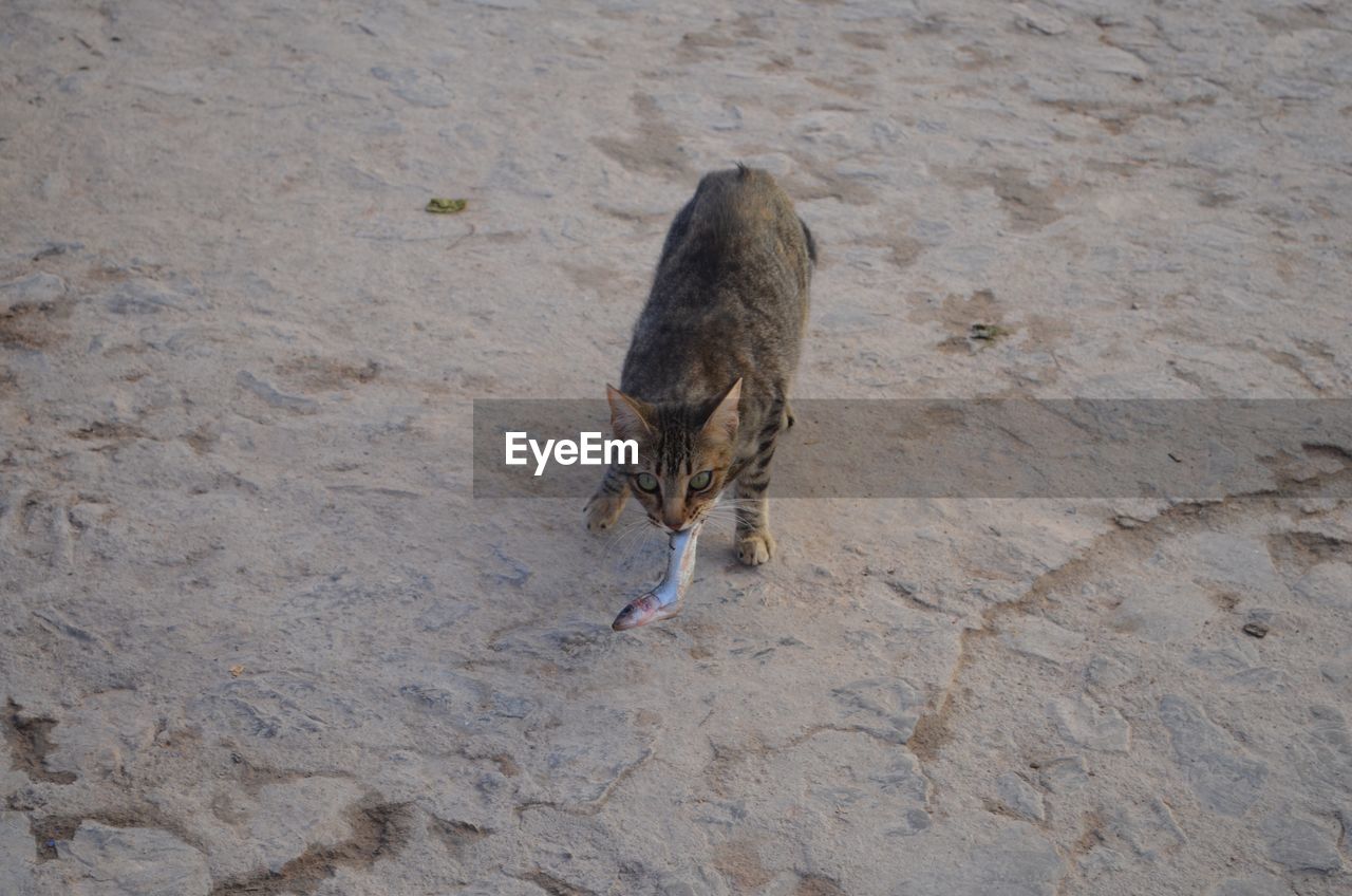 HIGH ANGLE VIEW OF CAT ON DIRT