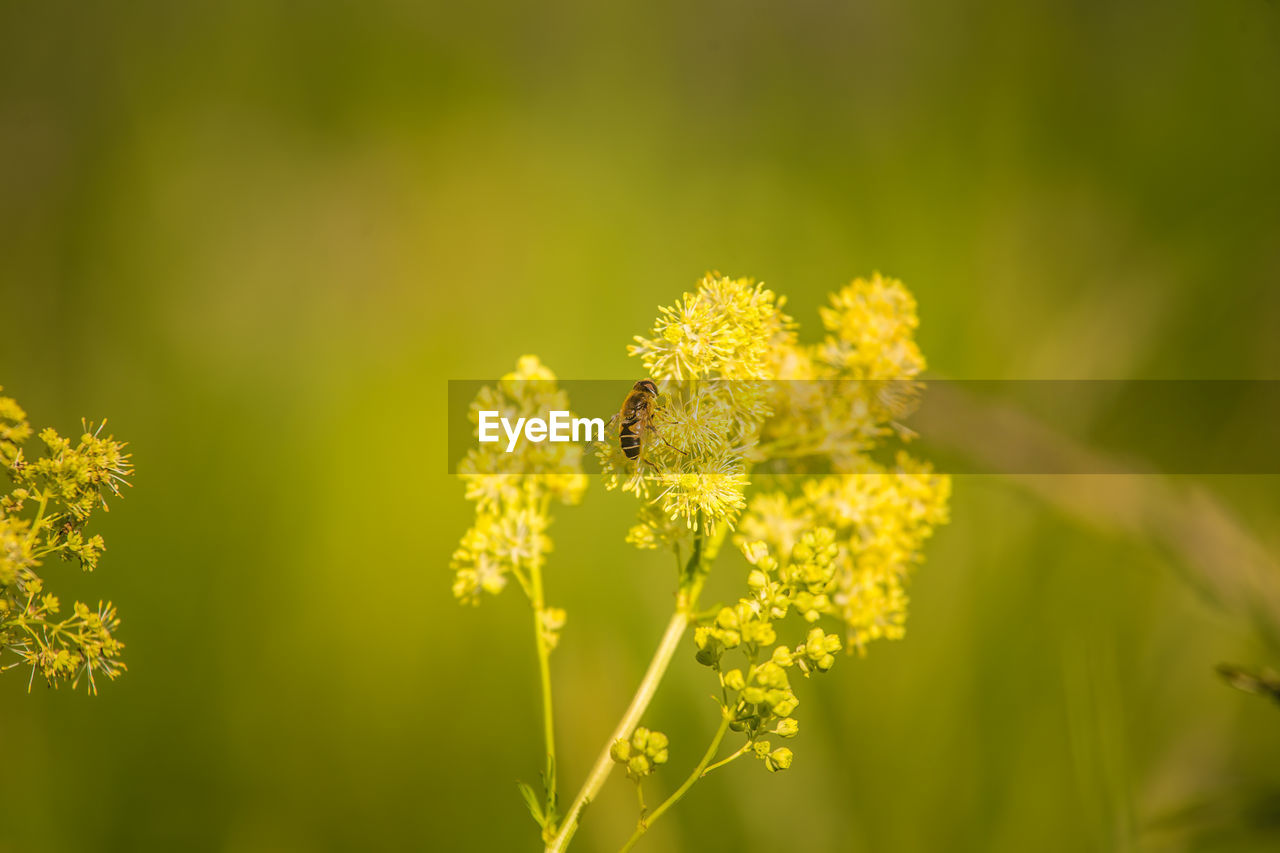 Close-up of bee pollinating on yellow flower