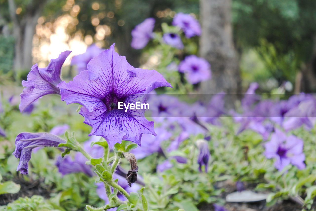 Close-up of purple flowering plant