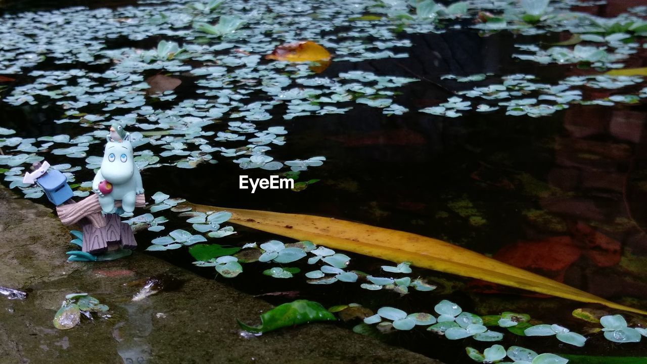 HIGH ANGLE VIEW OF FLOWERING PLANTS ON WATER