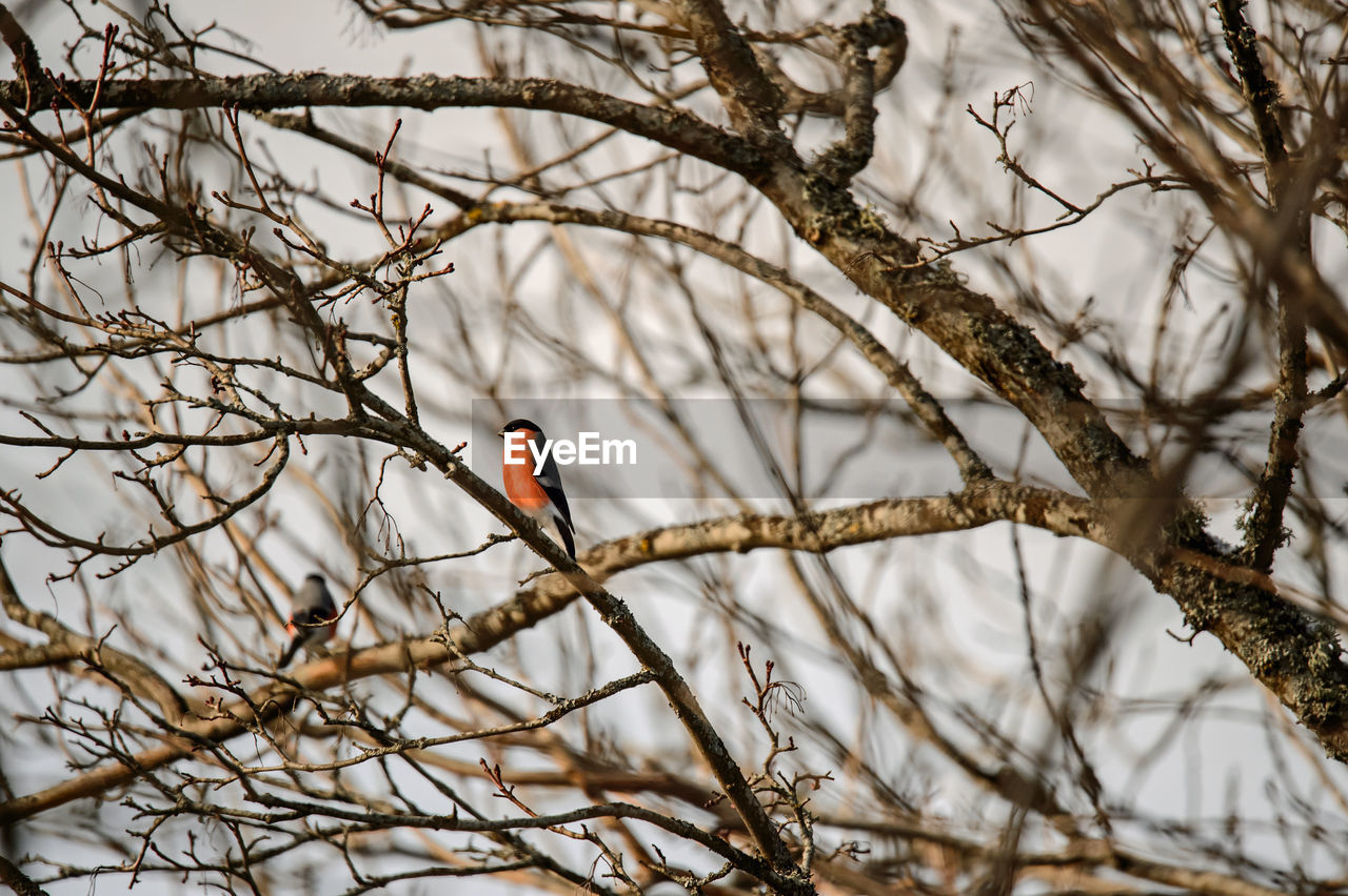 BIRD PERCHING ON BRANCH