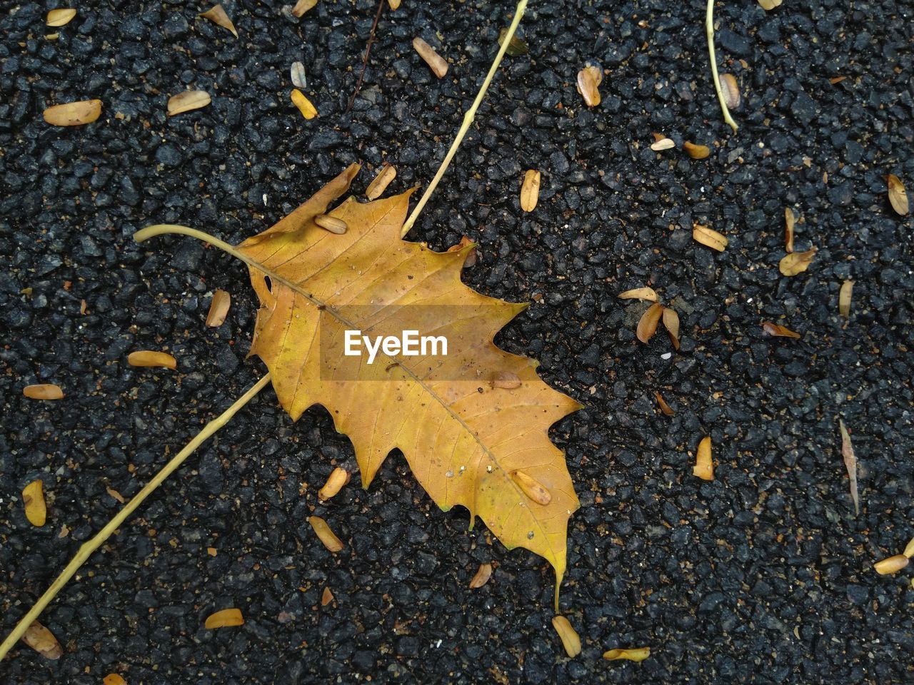 HIGH ANGLE VIEW OF DRY MAPLE LEAF ON ROAD