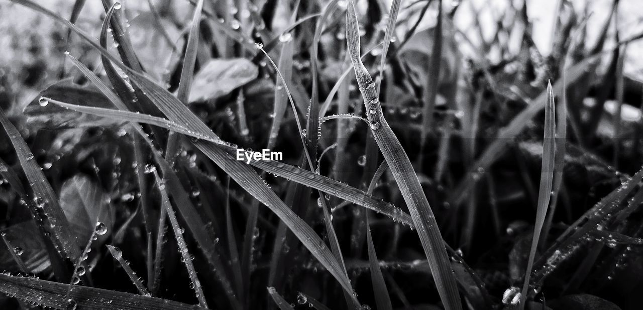 Close-up of wet grass during rainy season