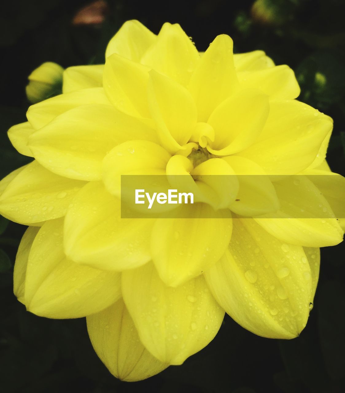 CLOSE-UP OF YELLOW FLOWERS BLOOMING IN POND