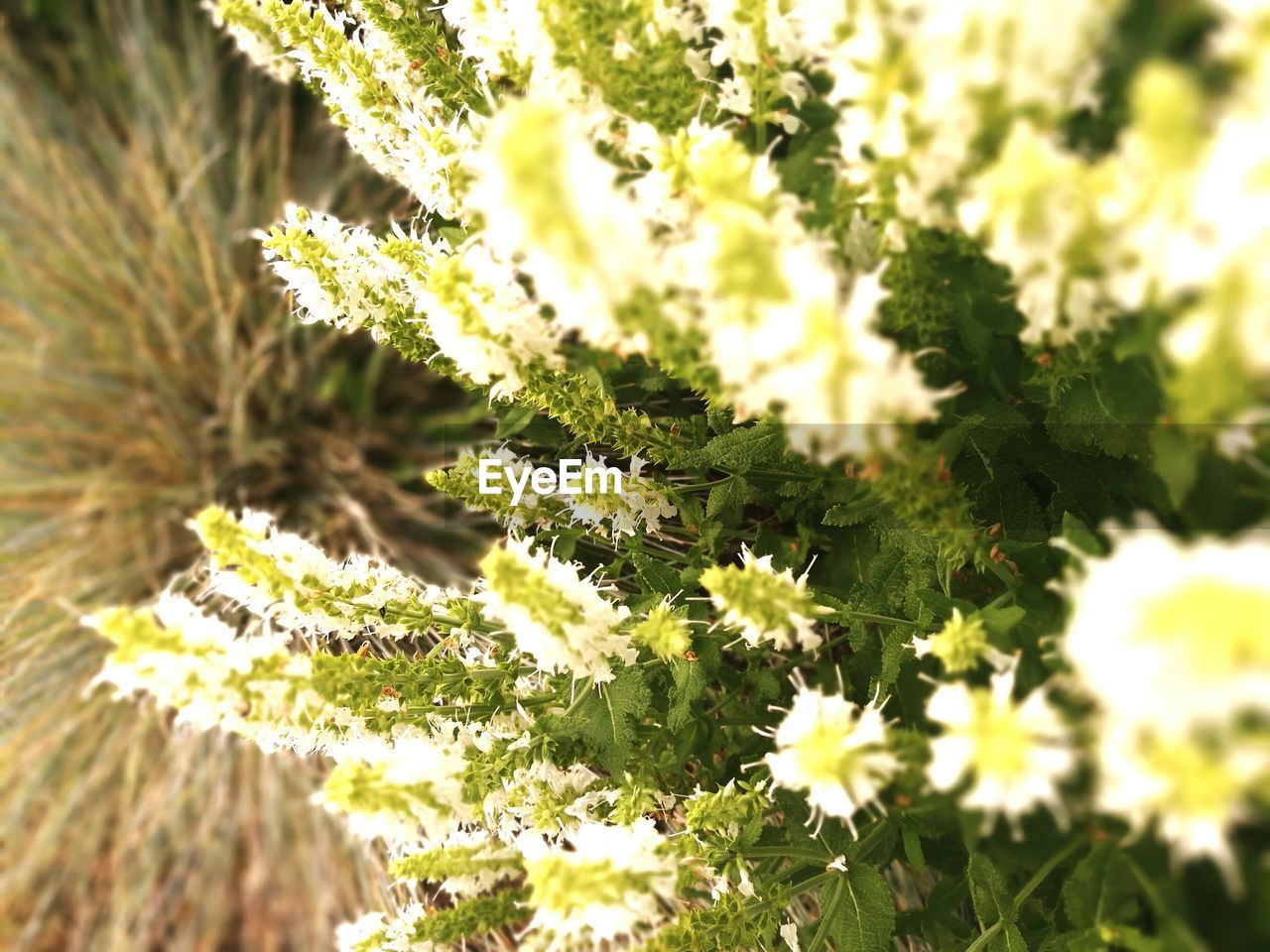 CLOSE-UP OF YELLOW CACTUS PLANT