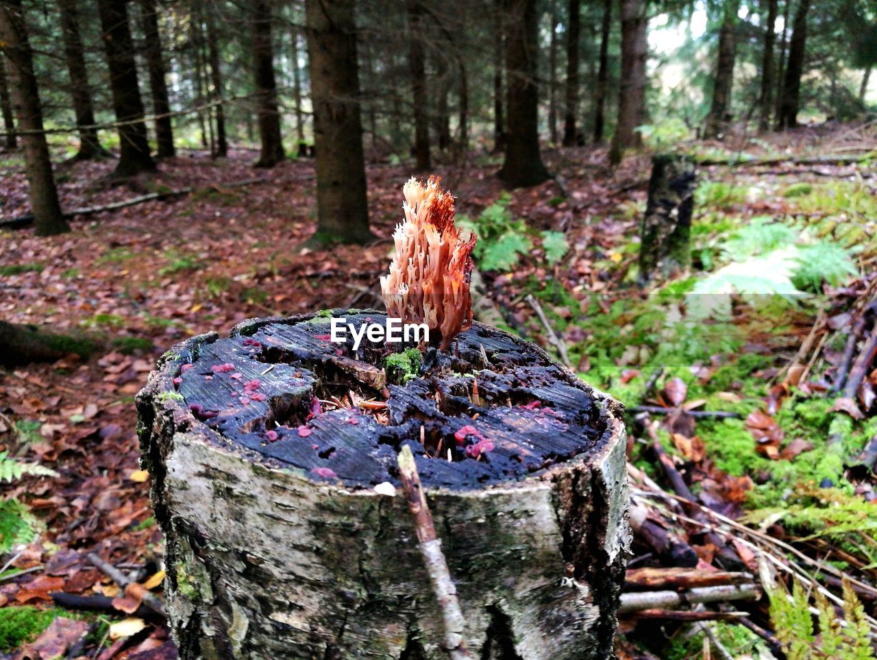 CLOSE-UP OF TREE TRUNK IN FOREST