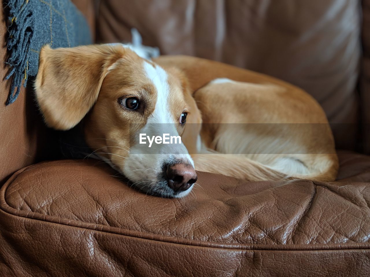 CLOSE-UP PORTRAIT OF A DOG RESTING ON SOFA