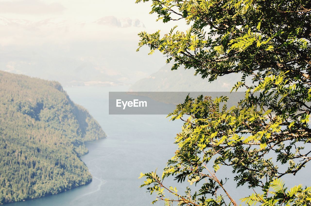 SCENIC VIEW OF TREE AGAINST SKY