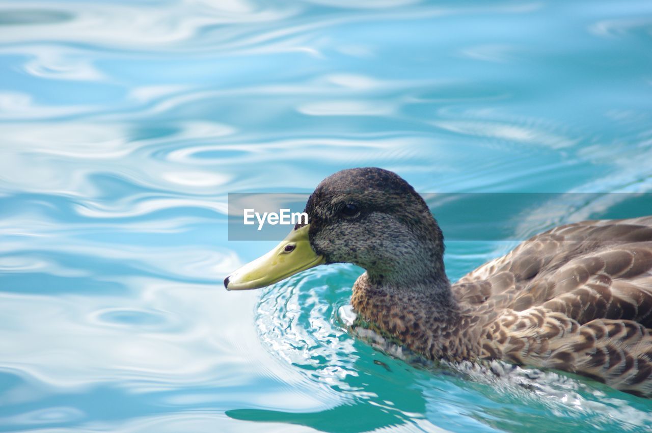 CLOSE-UP OF DUCK SWIMMING IN LAKE