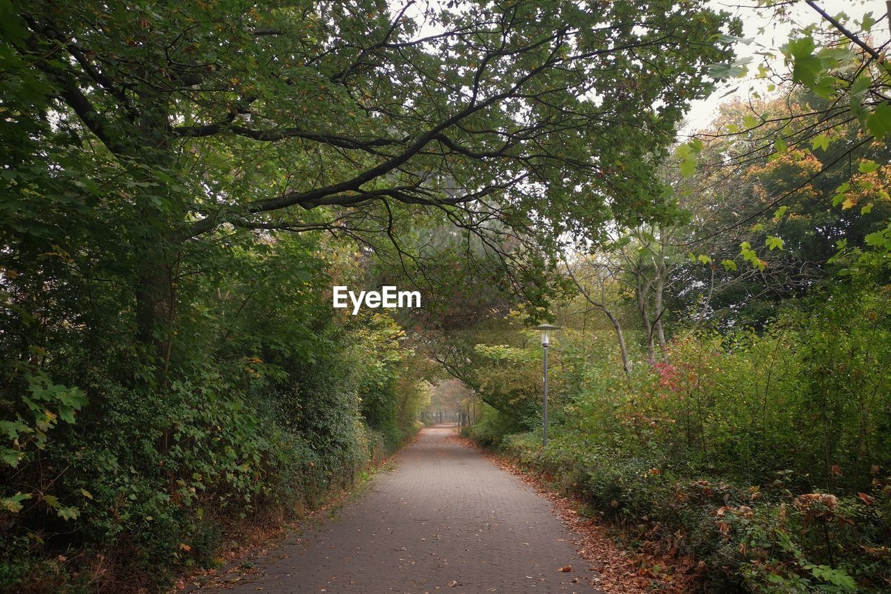 Road amidst trees in forest