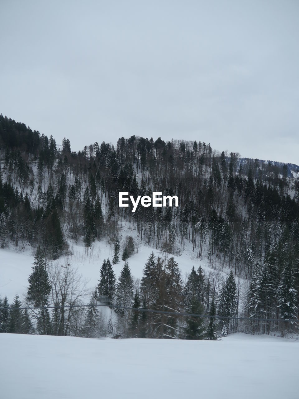 Trees on snow covered field against sky