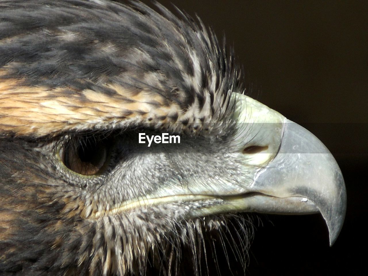 Close-up of eagle