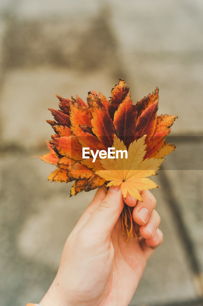 Close-up of hand holding maple leaf during autumn