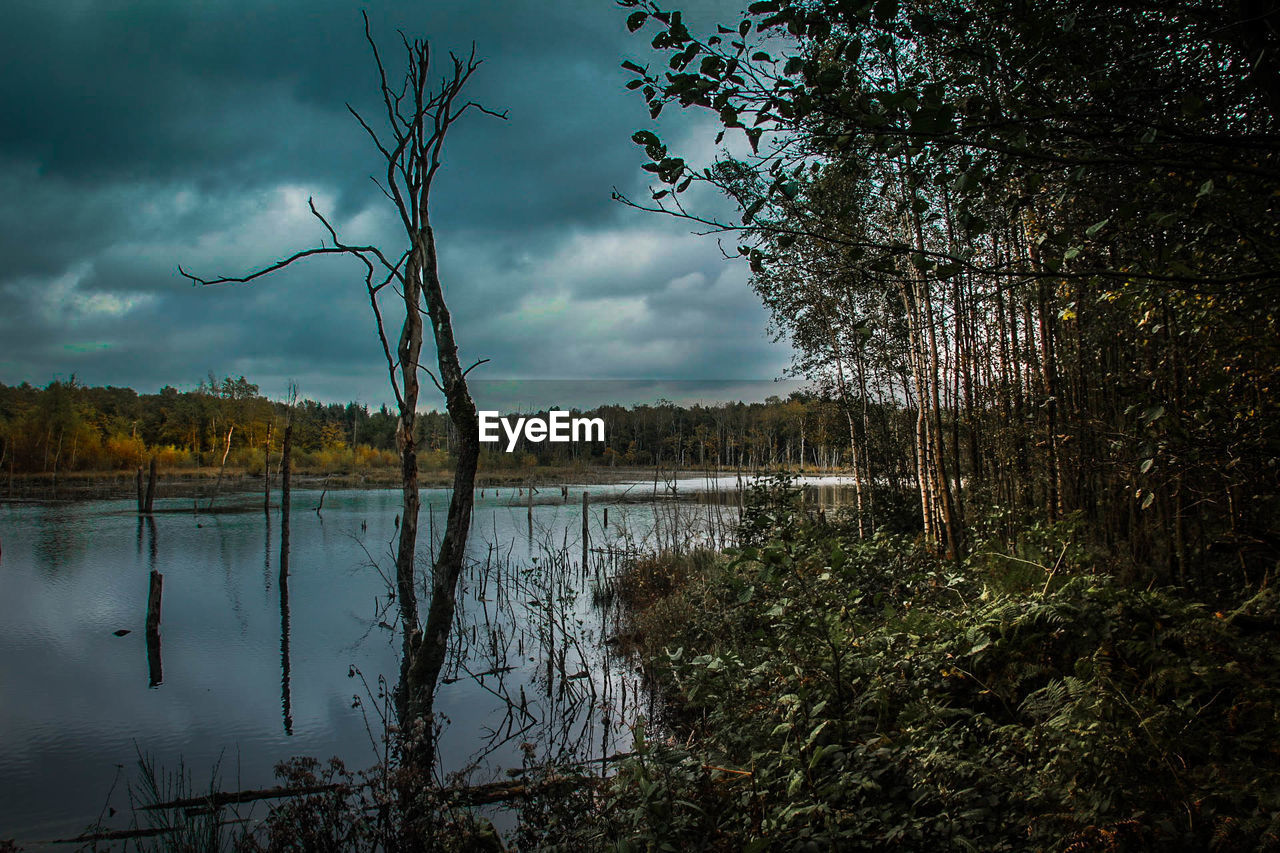 REFLECTION OF BARE TREES IN LAKE