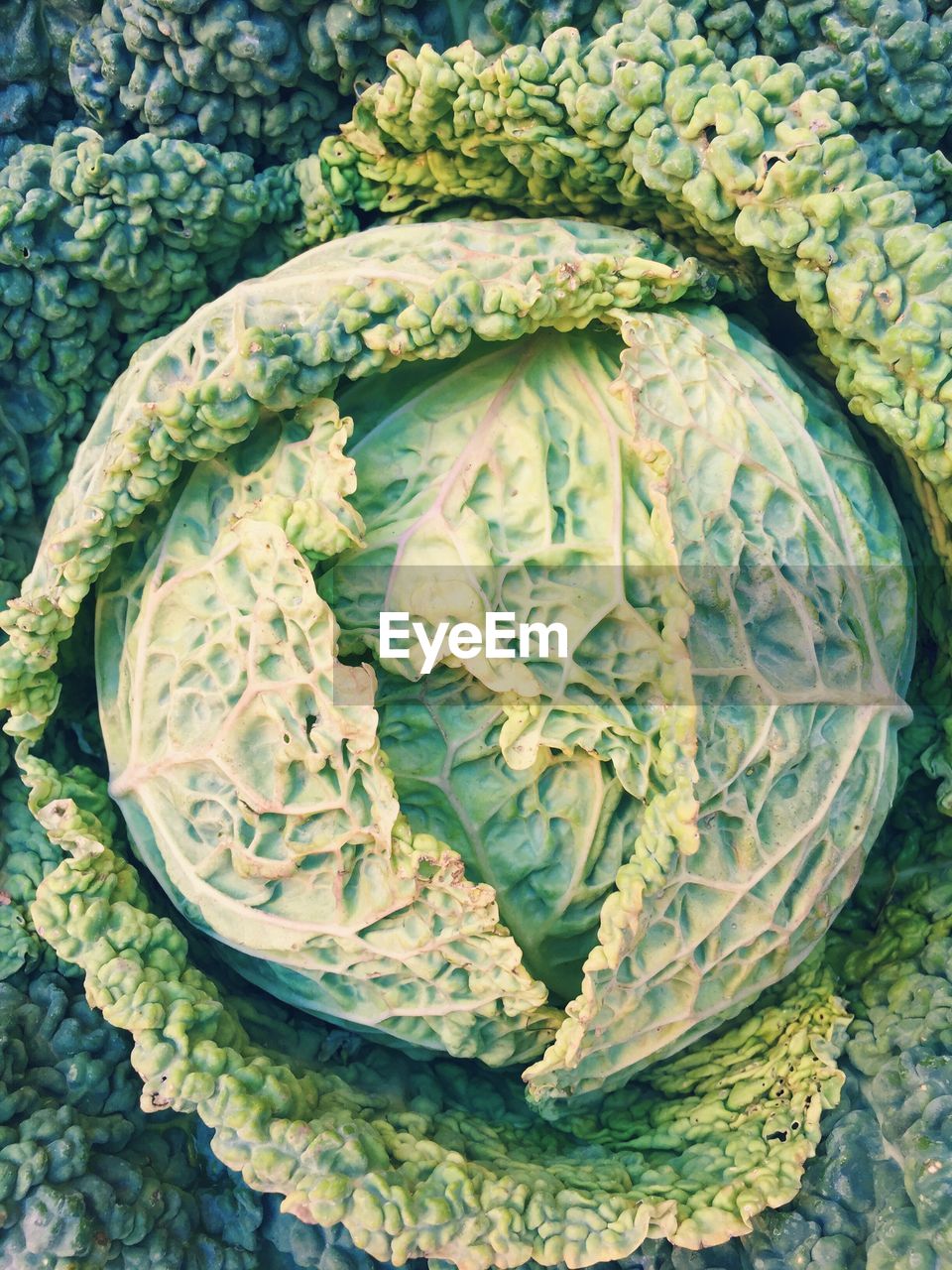 Directly above shot of cauliflower growing in farm